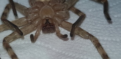 Eusparassus walckenaeri