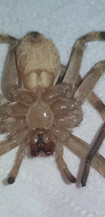 Eusparassus walckenaeri
