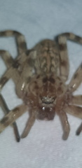 Eusparassus walckenaeri