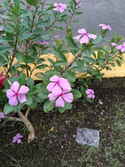 Catharanthus roseus