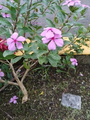 Catharanthus roseus