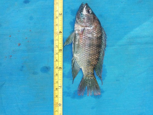 Athi River tilapia (Oreochromis spilurus) — Cichlidae — 5