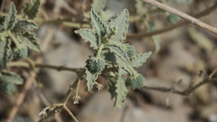Chrozophora oblongifolia
