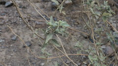 Chrozophora oblongifolia