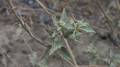 Chrozophora oblongifolia