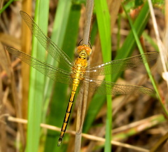 Orthetrum abbotti