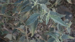 Chrozophora oblongifolia