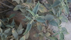 Chrozophora oblongifolia