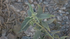 Chrozophora oblongifolia