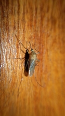 Culicidae