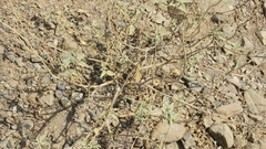 Chrozophora oblongifolia