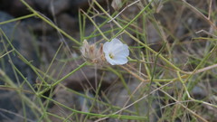 Convolvulus virgatus