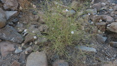 Convolvulus virgatus