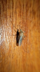 Culicidae