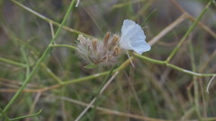 Convolvulus virgatus