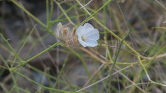 Convolvulus virgatus