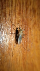 Culicidae