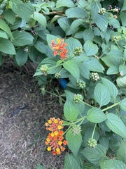 Lantana camara