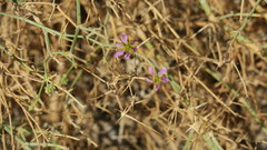 Zygophyllum indicum