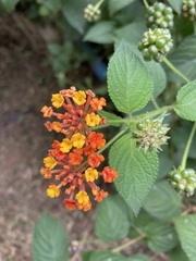 Lantana camara