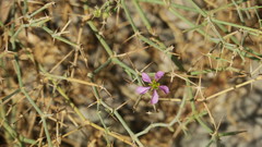 Zygophyllum indicum