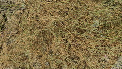 Zygophyllum indicum
