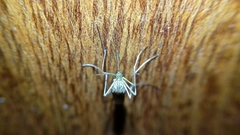 Culicidae