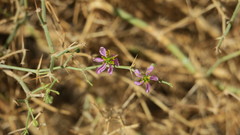 Zygophyllum indicum