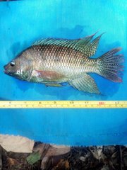 Oreochromis spilurus