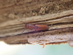 Leptophloeus clematidis