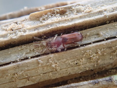 Leptophloeus clematidis