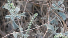 Heliotropium calcareum