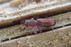 Leptophloeus clematidis