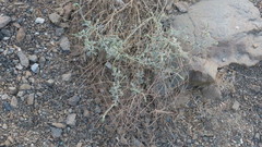 Heliotropium calcareum