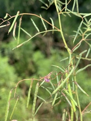 Indigofera filipes