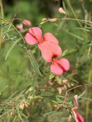 Indigofera filipes