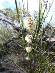 Lomandra leucocephala
