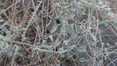 Heliotropium calcareum