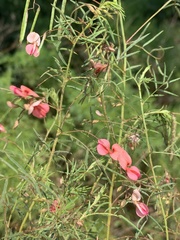 Indigofera filipes