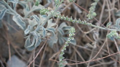 Heliotropium calcareum