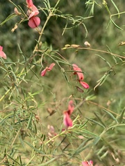 Indigofera filipes
