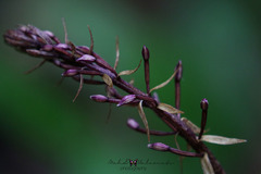 Aphyllorchis montana montana