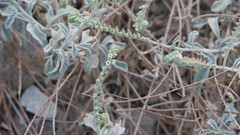 Heliotropium calcareum