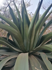 Agave atrovirens atrovirens