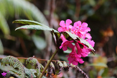 Rhododendron rugosum