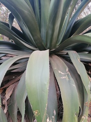 Agave atrovirens atrovirens
