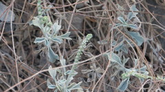 Heliotropium calcareum