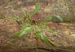 Taeniophyllum