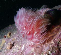 Protula bispiralis