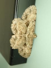 Psilalcis galsworthyi